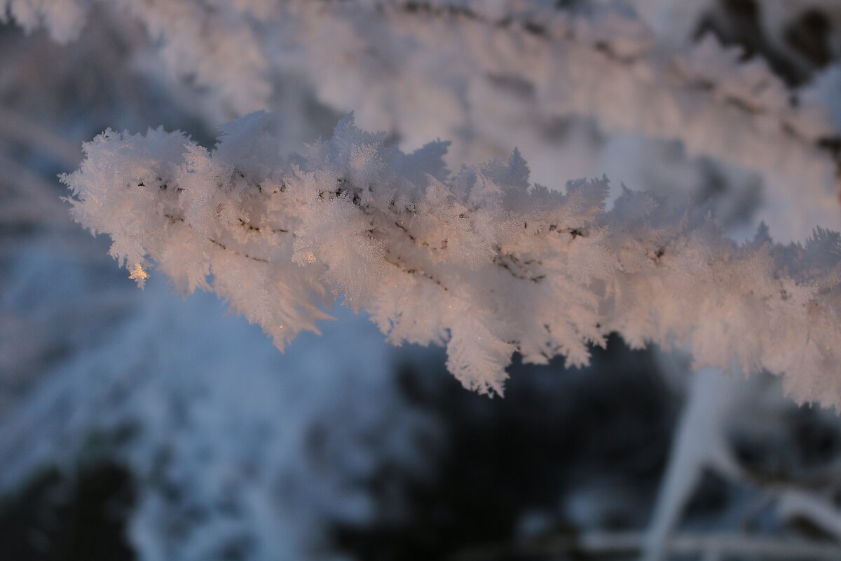 Мохнатый иней - Ольга 