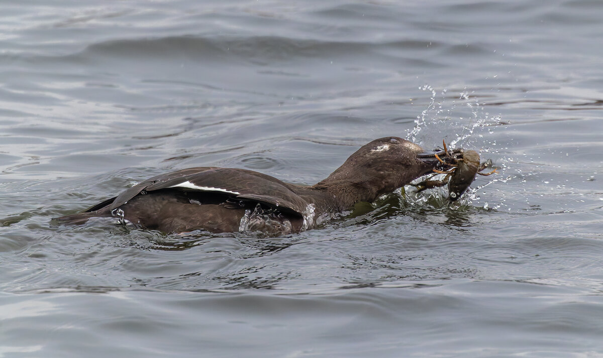 турпан. - юрий макаров