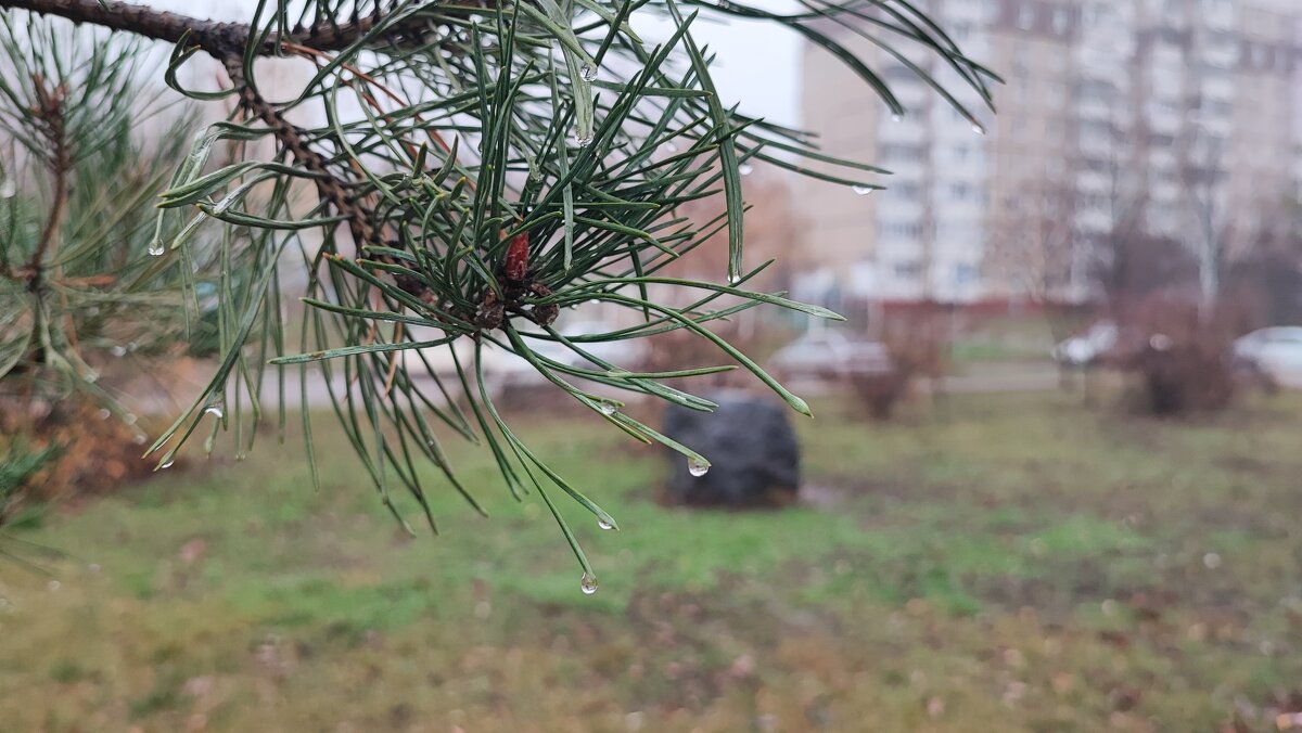 ,,, - Сергей Тимоновский