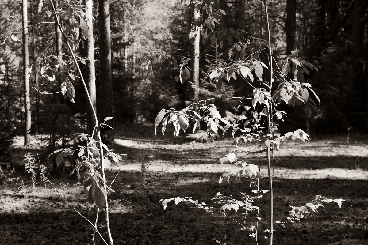 Фотография - Денис Безногов