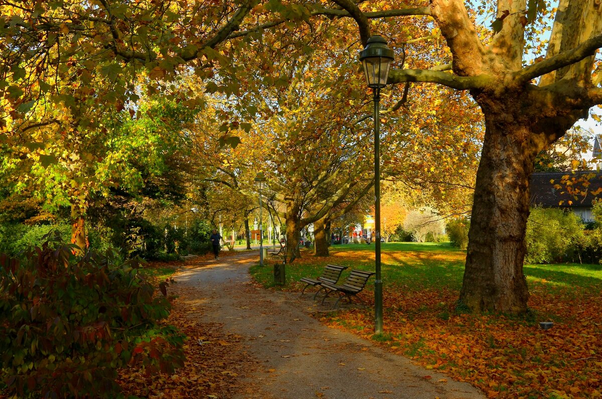 Осенние аллеи - Юрий. Шмаков