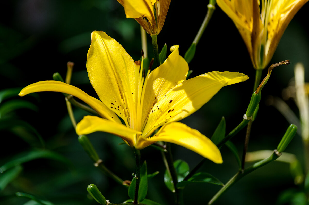 *** - Виктор Иванович Чернюк *** - Виктор Иванович Чернюк
