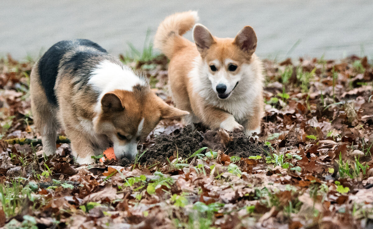 "Дай поиграть!" - Владимир Безбородов