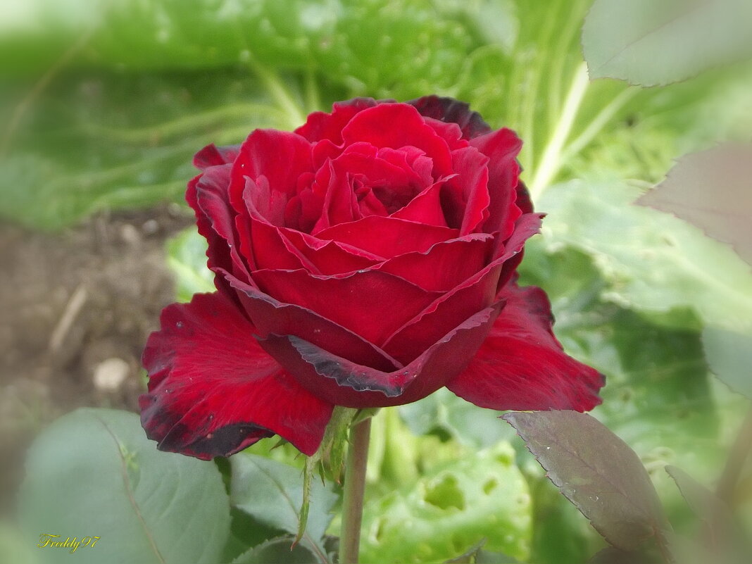 Роза - Freddy 97