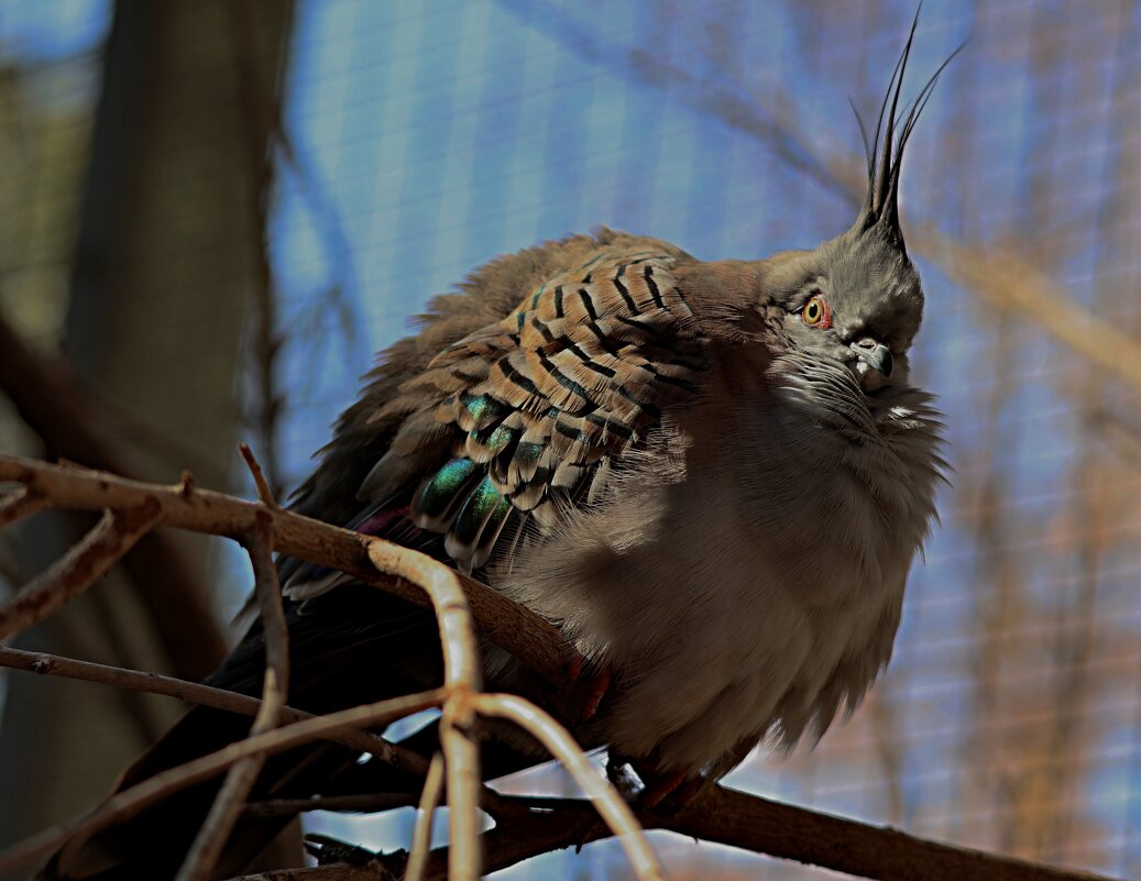 Бронзово-крылый голубь - Аркадий Басович
