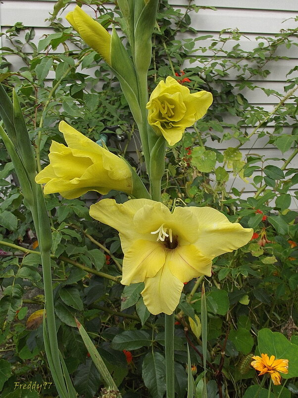 Гладиолус - Freddy 97