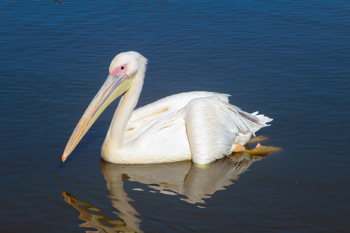 Пеликан. - Александр 