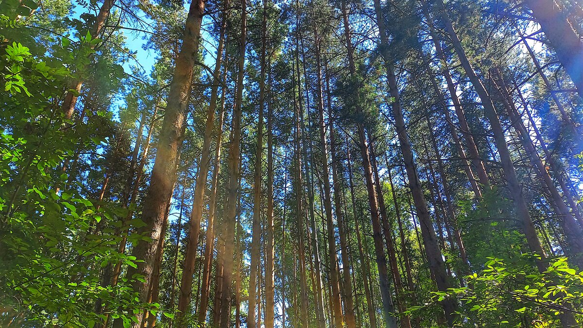 Чем выше взбираюсь, тем знойное марево гуще - Hope 