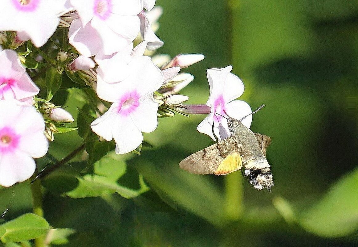 Бражник - ZNatasha -