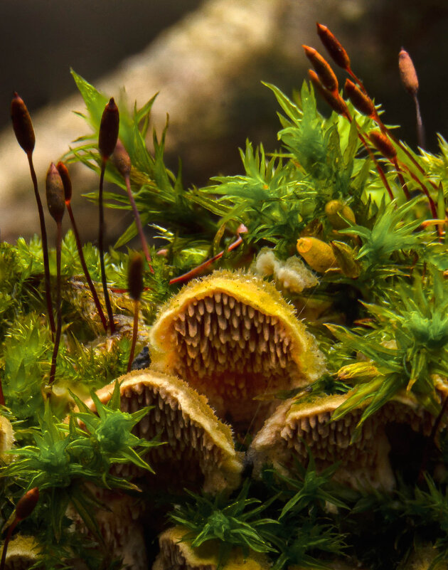 инкогнито 2 - Va-Dim ... инкогнито 2 - Va-Dim ...