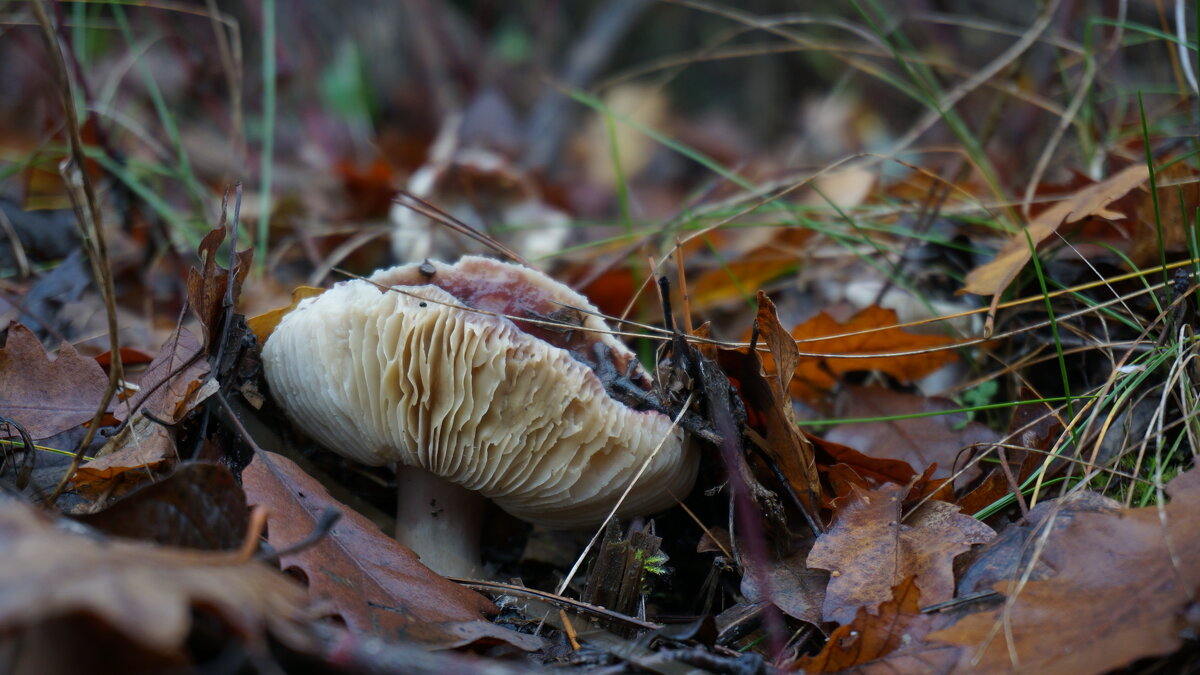 ! - Вен Гъновски ! - Вен Гъновски
