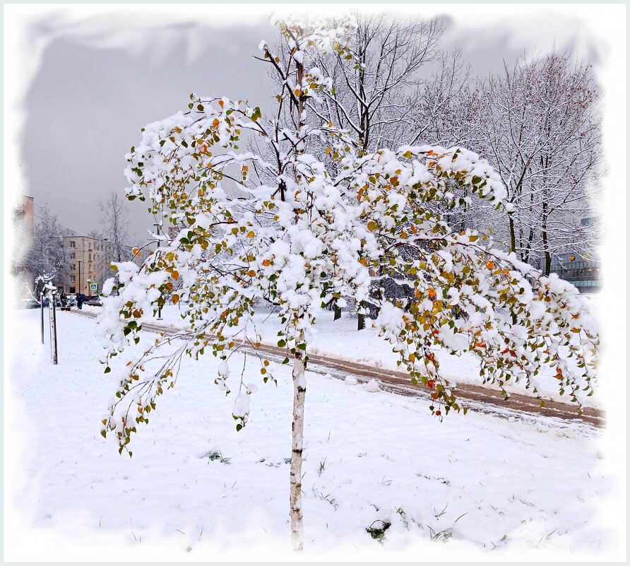 Маленькая берёзка. - Лия ☼