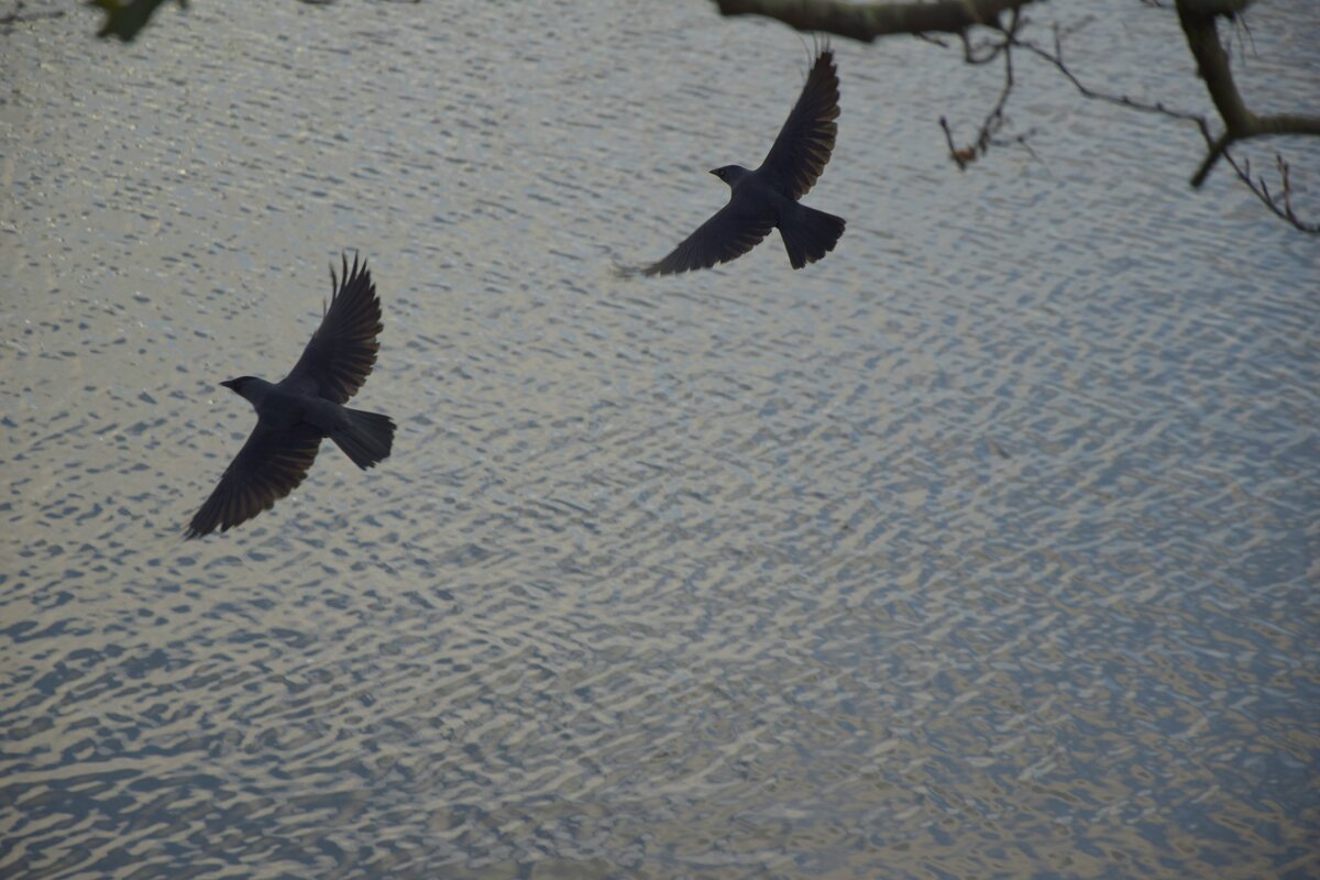 Птицы в полёте - Мария Яковлева