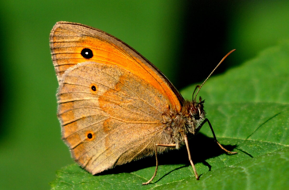 опять про бабочек...91 - Александр Прокудин
