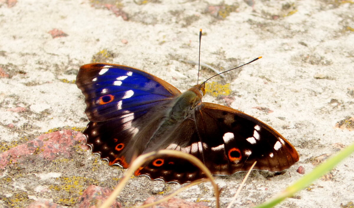 опять про бабочек...94 - Александр Прокудин