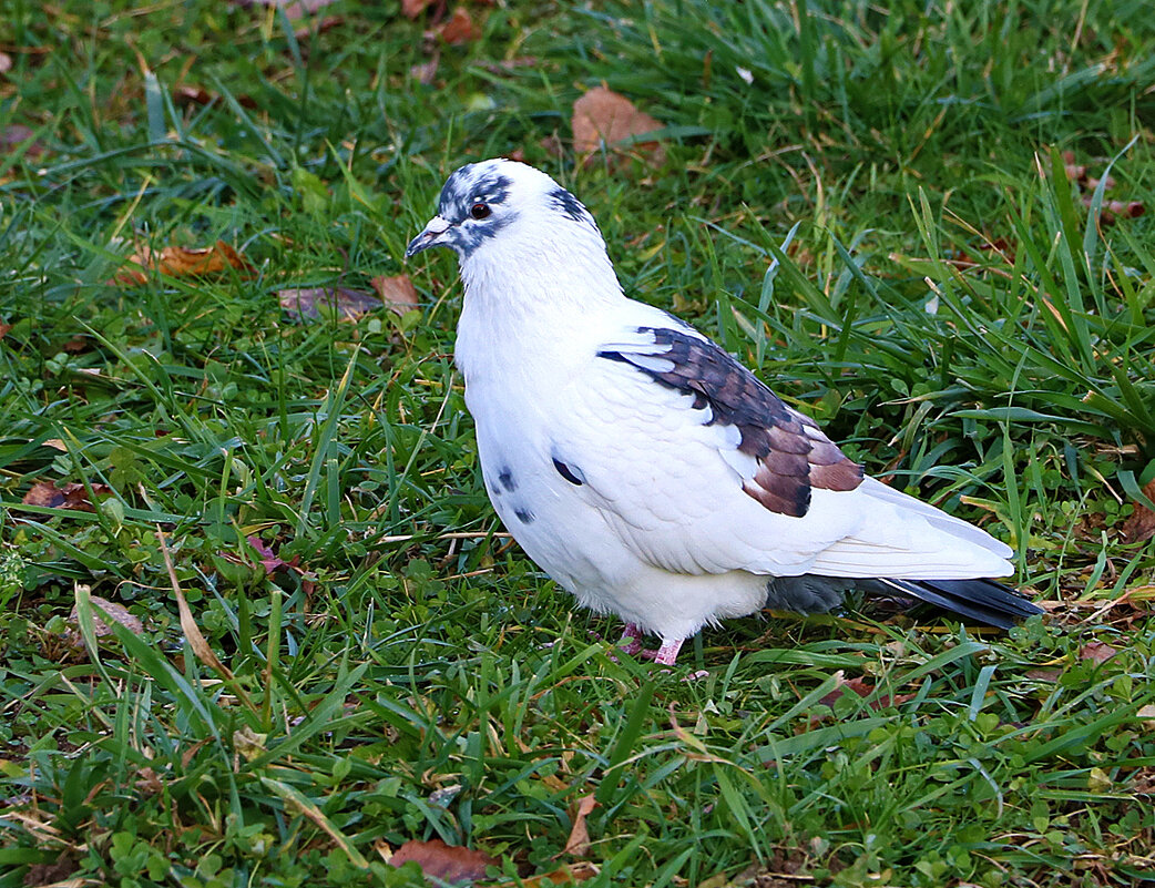 Белоснежный красавец - Светлана 