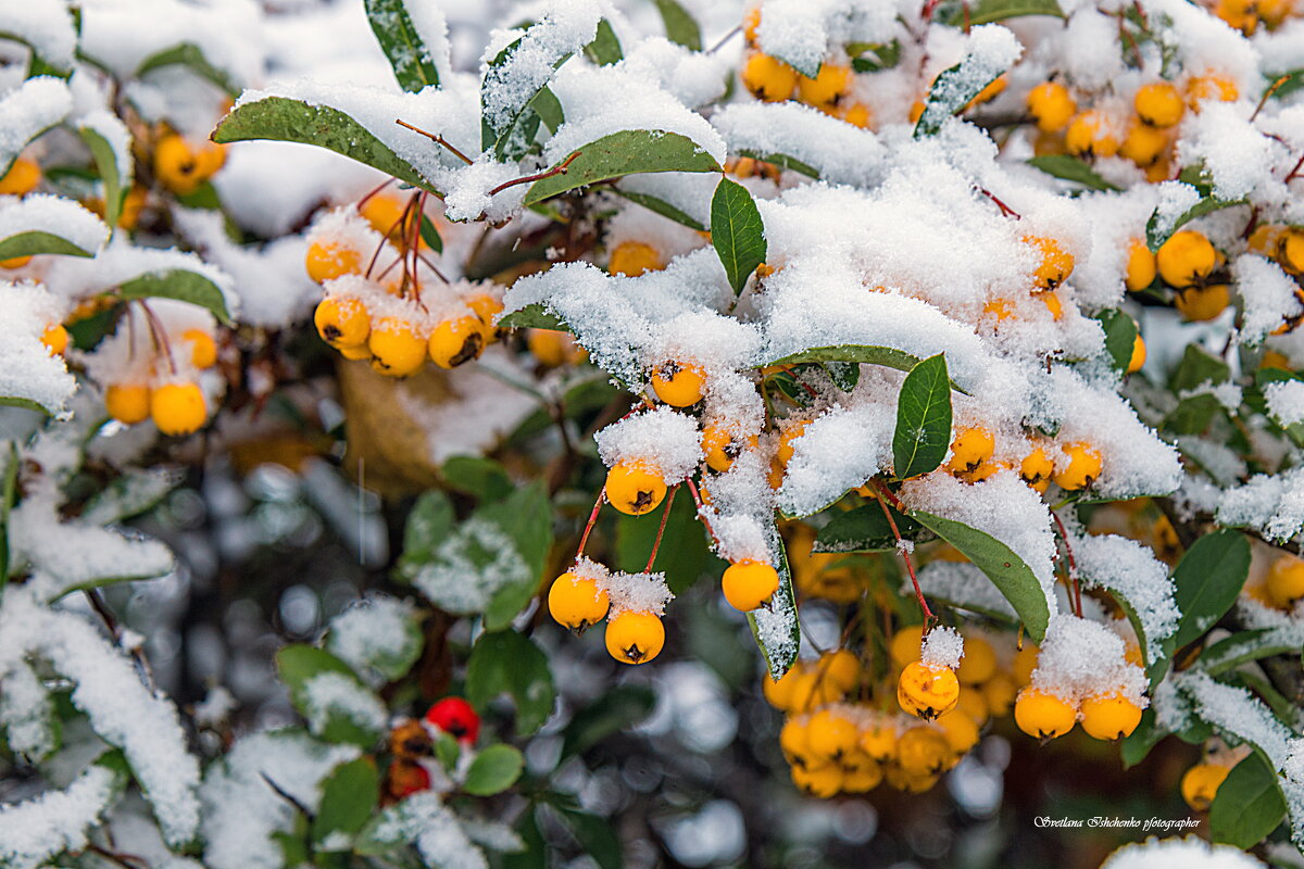 ... - Светлана Ищенко