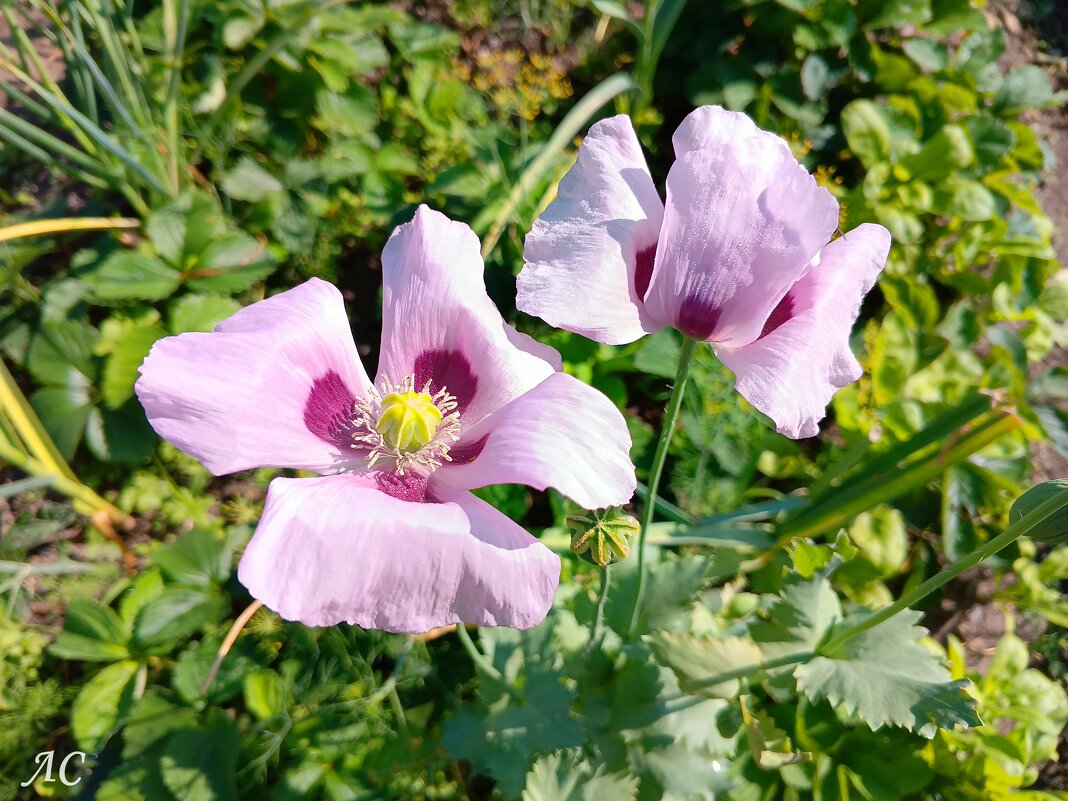 Маки - Любовь Сахарова