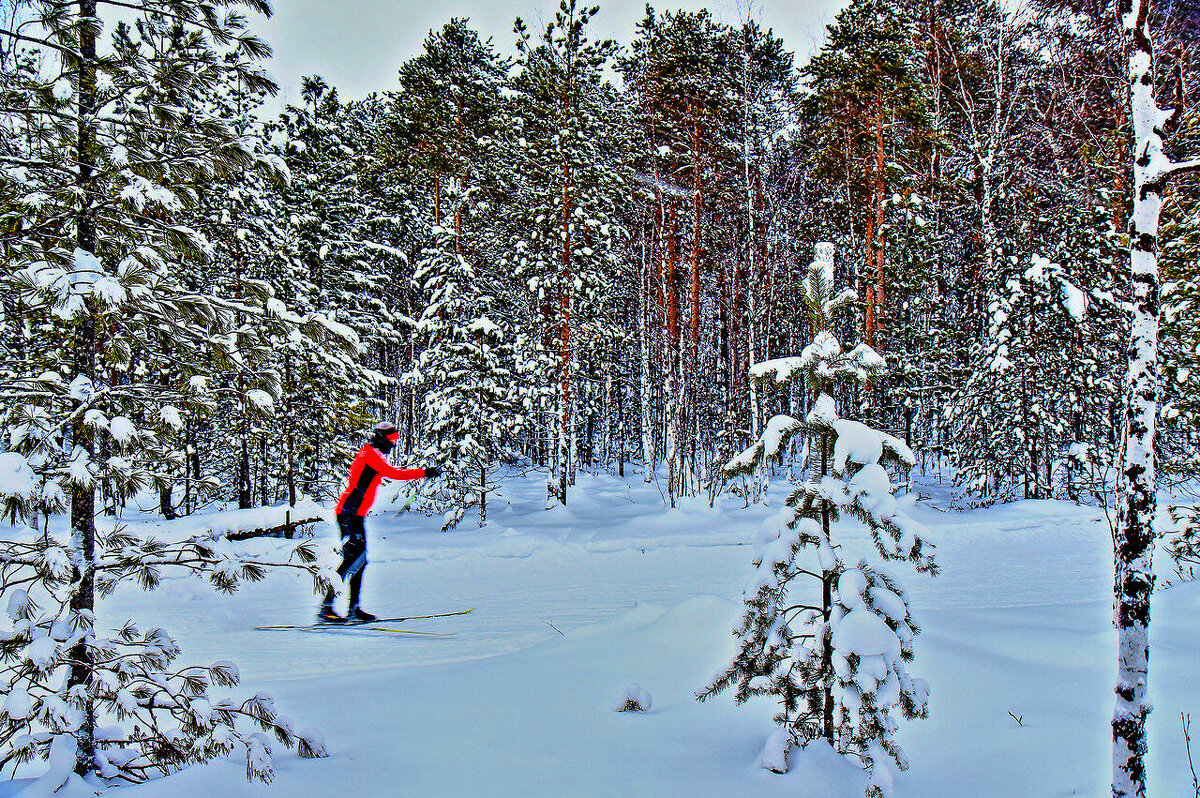 Декабрь...В сказочном  зимнем лесу! - Владимир 