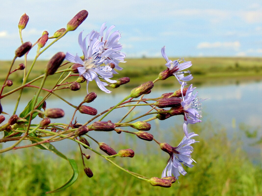 Цикорий. - nadyasilyuk Вознюк