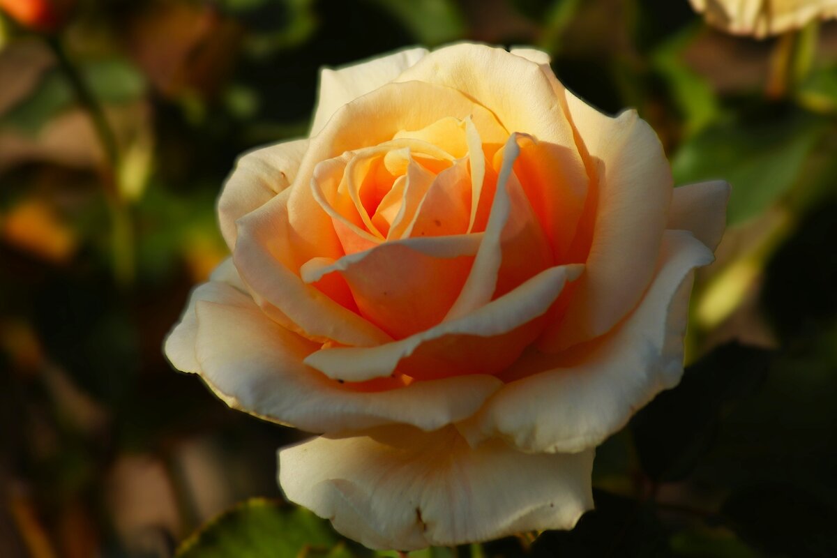 Доброе утро - Юрий. Шмаков Доброе утро - Юрий. Шмаков