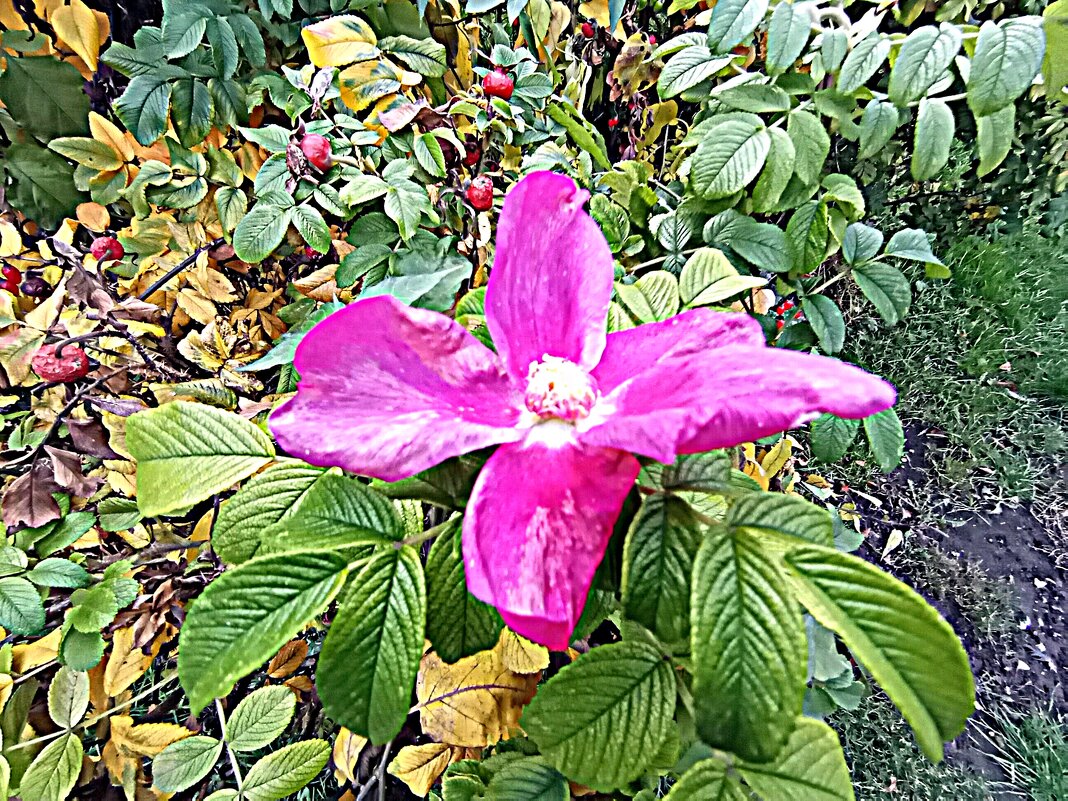 Цветы. - Владимир Драгунский Цветы. - Владимир Драгунский