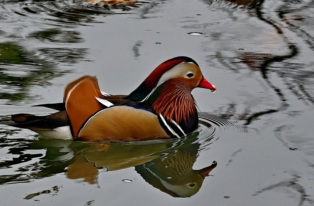 Мандаринка... - Николай Саржанов