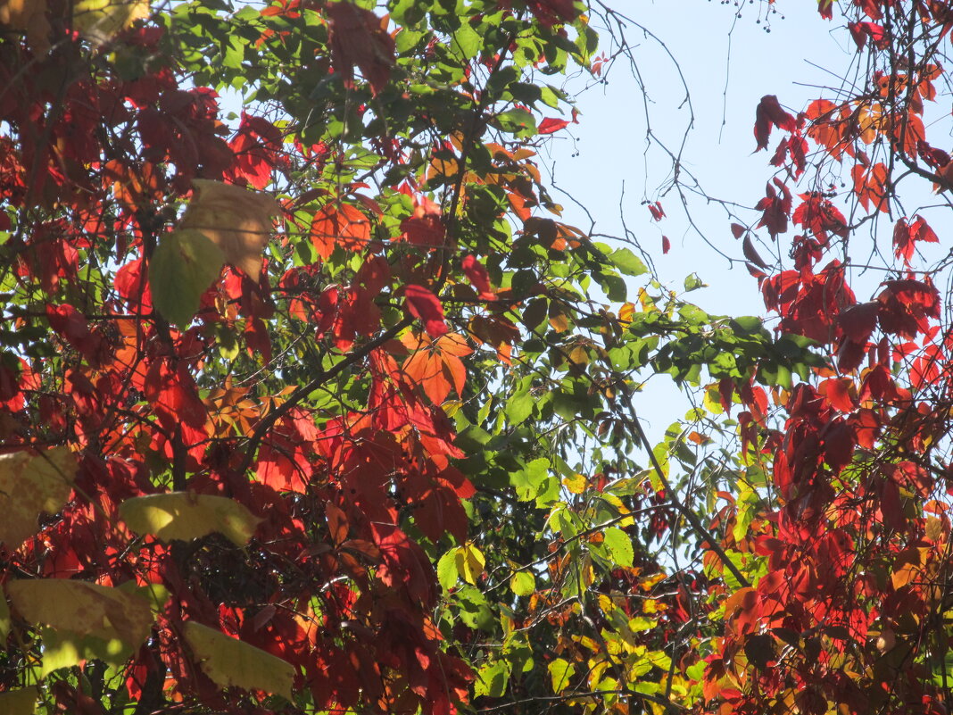 сентябрь - Елена Шаламова