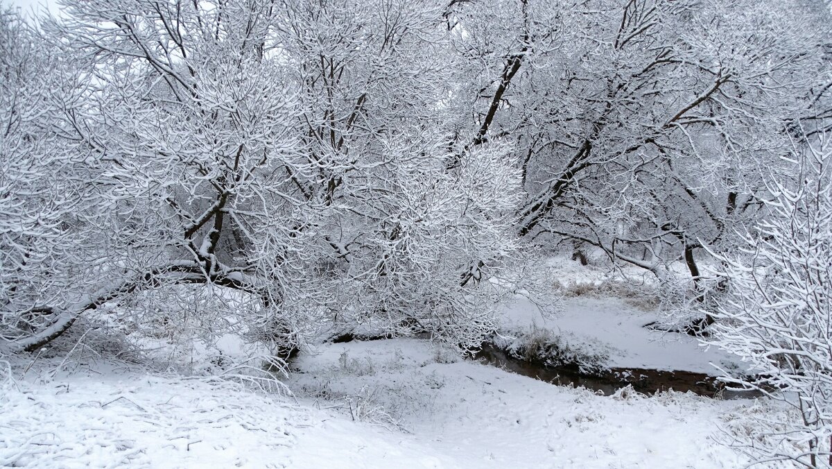 Природа в конце осени (репортаж из заснеженного парка). - Милешкин Владимир Алексеевич 