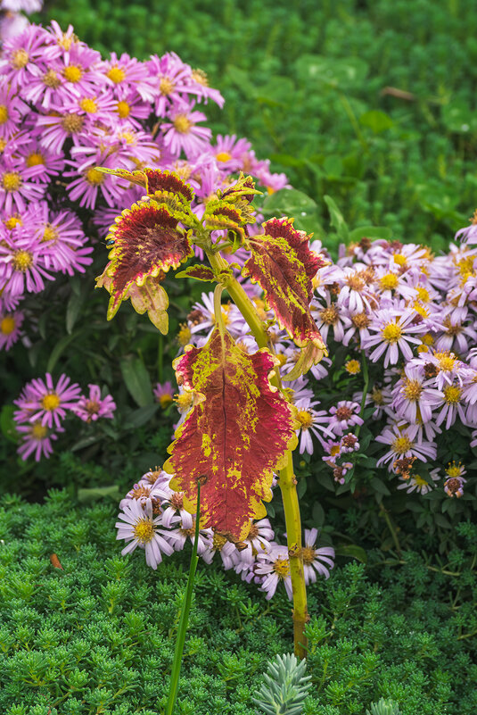 Колеус - Игорь Сикорский