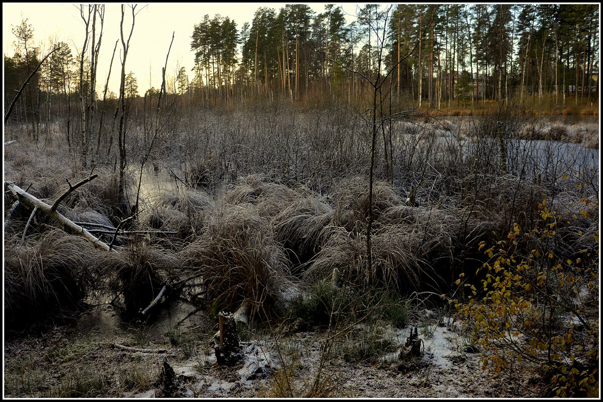 **** - Aleksandr Gal