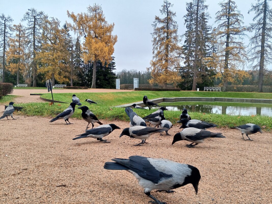 Вороны - Сапсан 