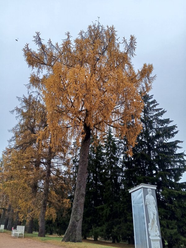 Осень - Сапсан 