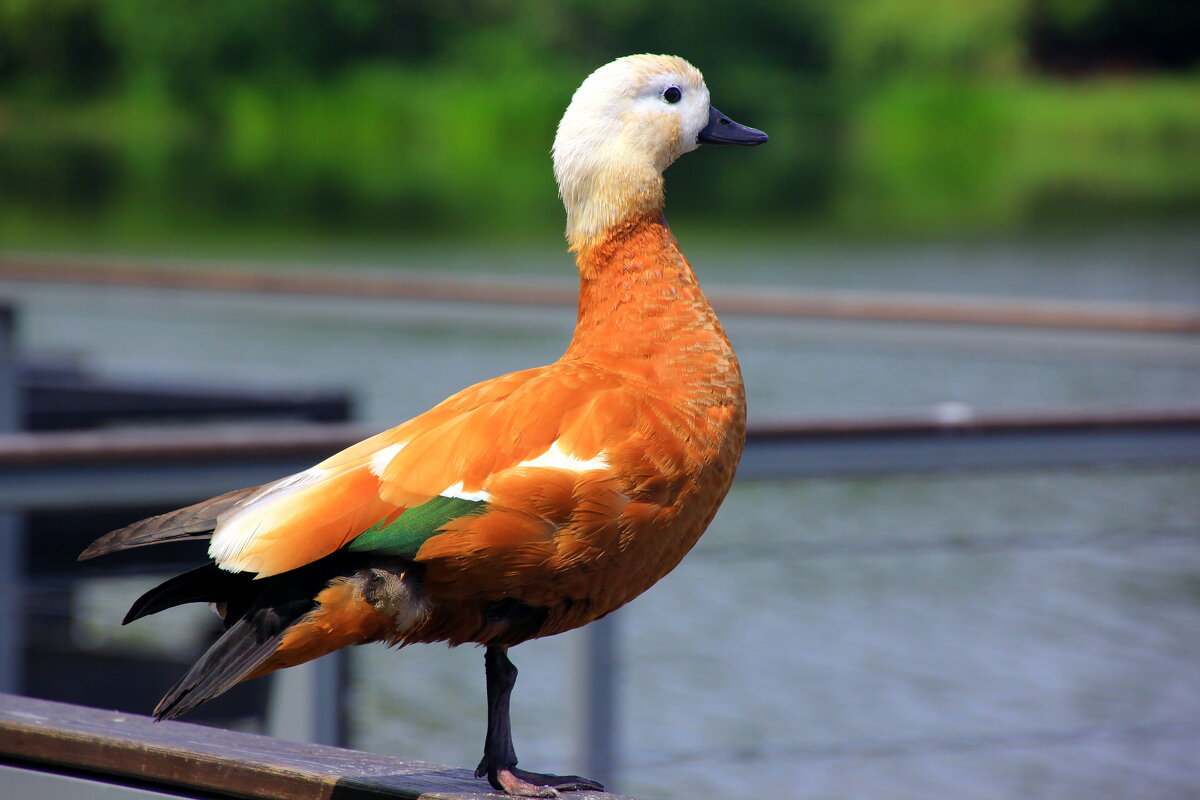 уточка - валерий 