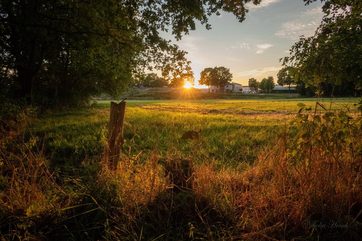 Закат над полем... - Николай Гирш
