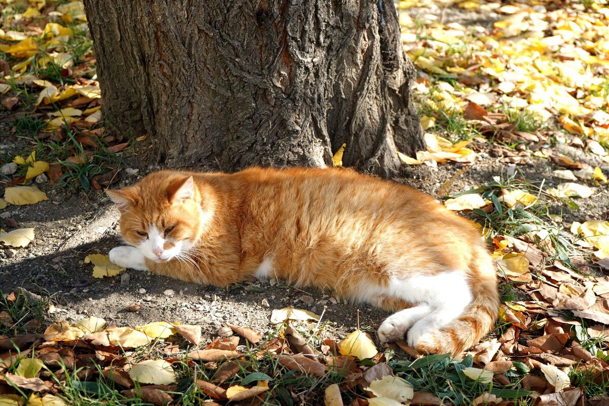 Рыженький - Татьяна Тюменка Рыженький - Татьяна Тюменка