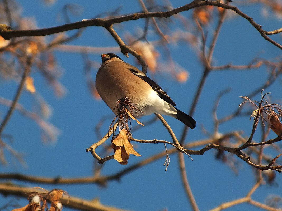 Снегирь - Зоя Мишина