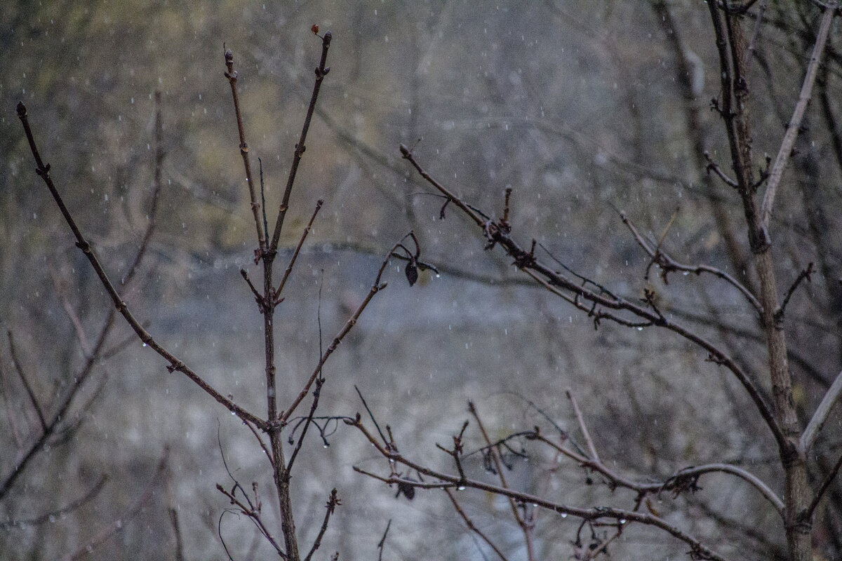 Осень - Тамара Федорова