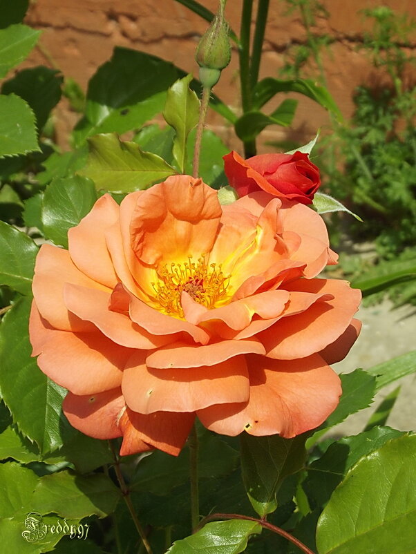 Роза - Freddy 97