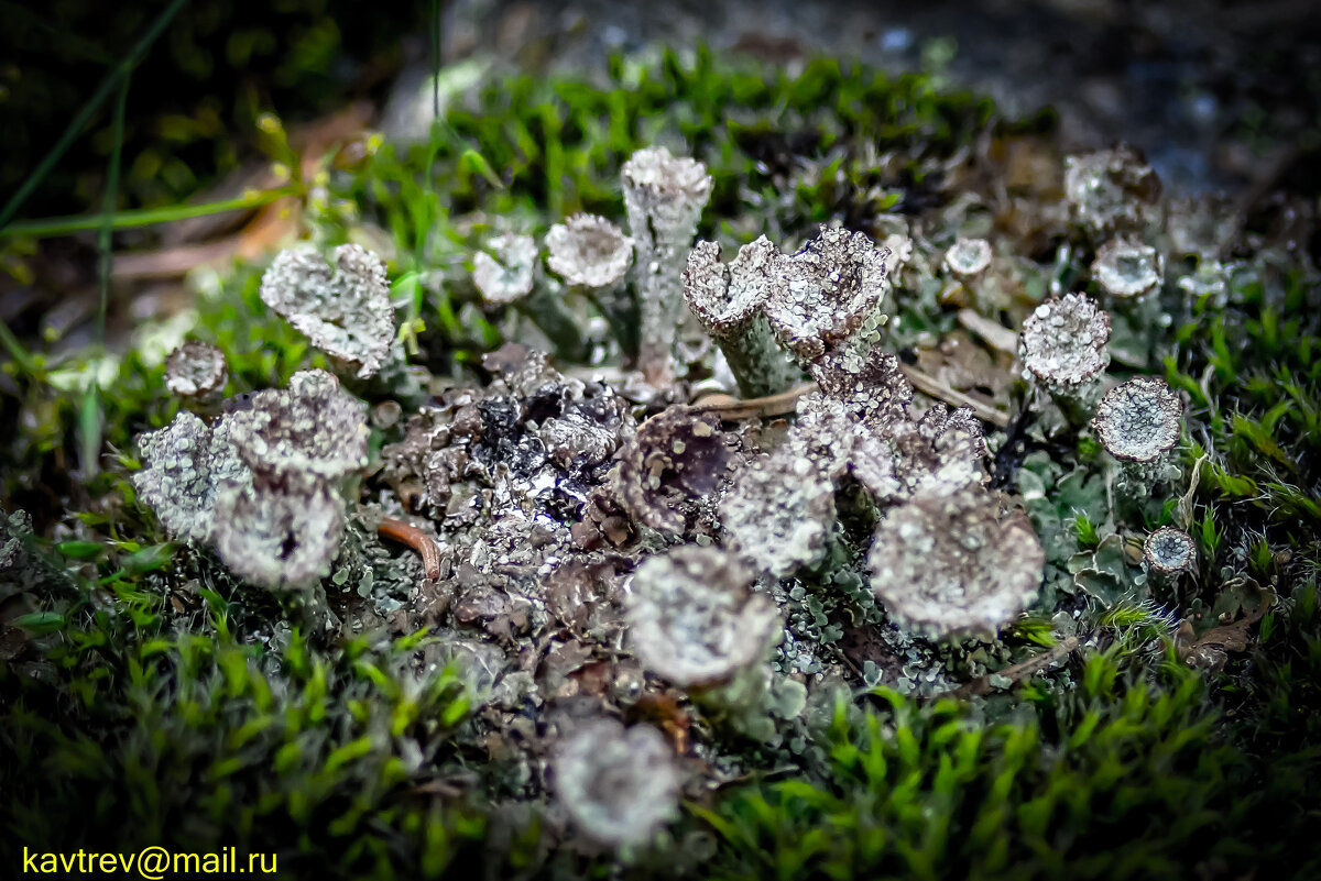 ЕЩЕ ЛИШАЙНИКИ - HART BAD