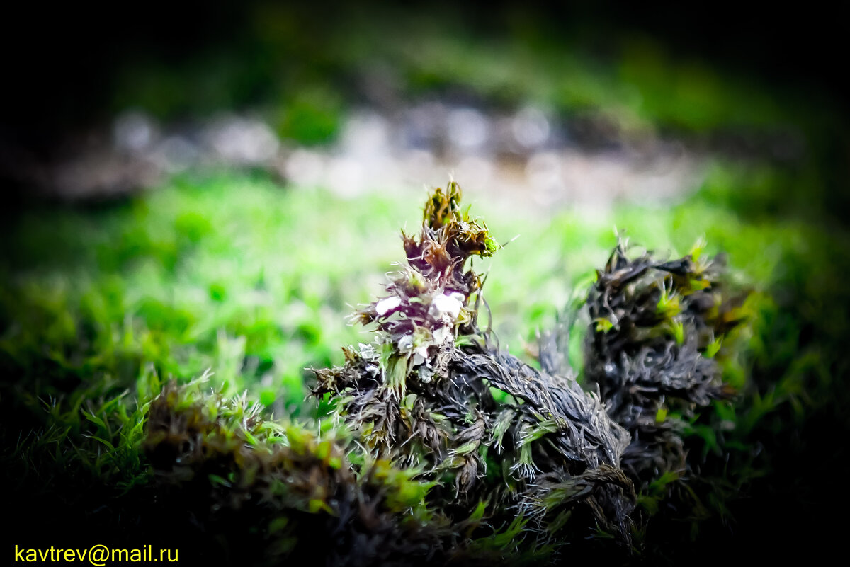 ЕЩЕ ЛИШАЙНИКИ - HART BAD