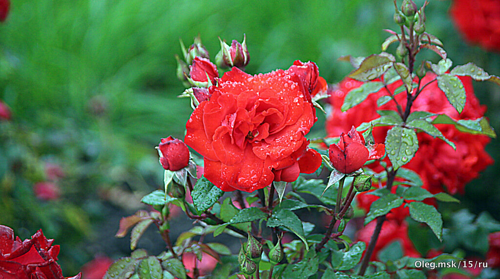 они на радость нам даны - Олег Лукьянов