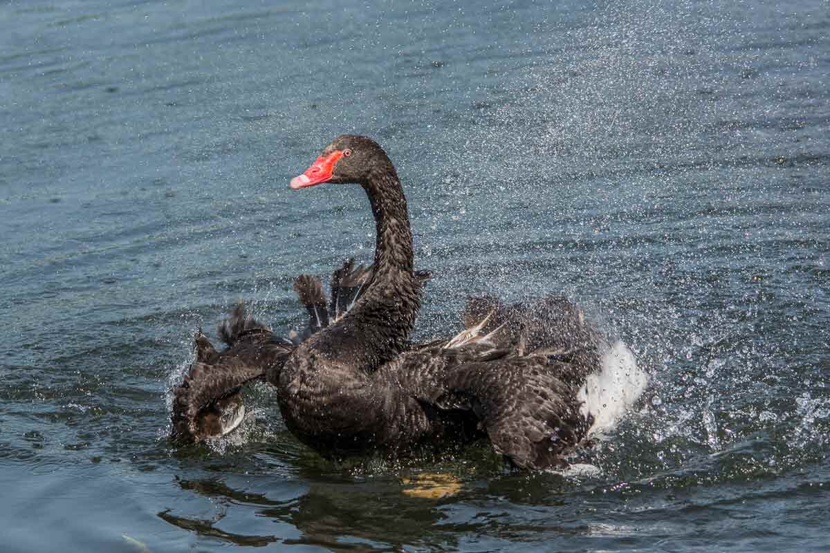 Лебедь чёрный. - Nik Lovec