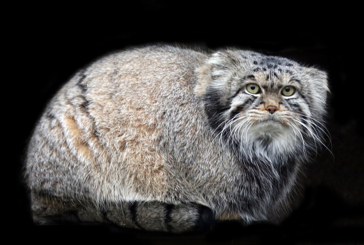 манул - Михаил Бибичков