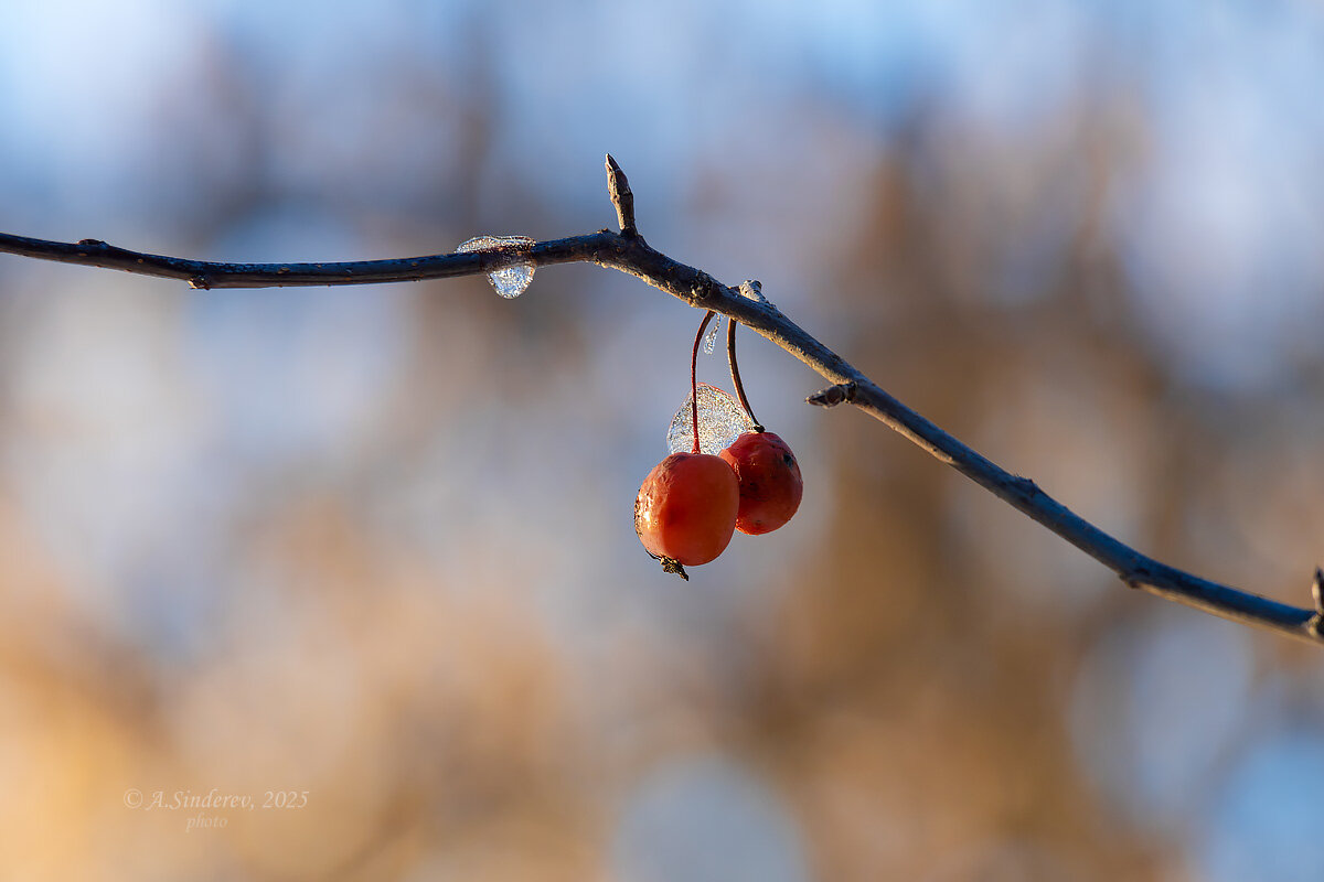 Дикие яблочки - Александр Синдерёв