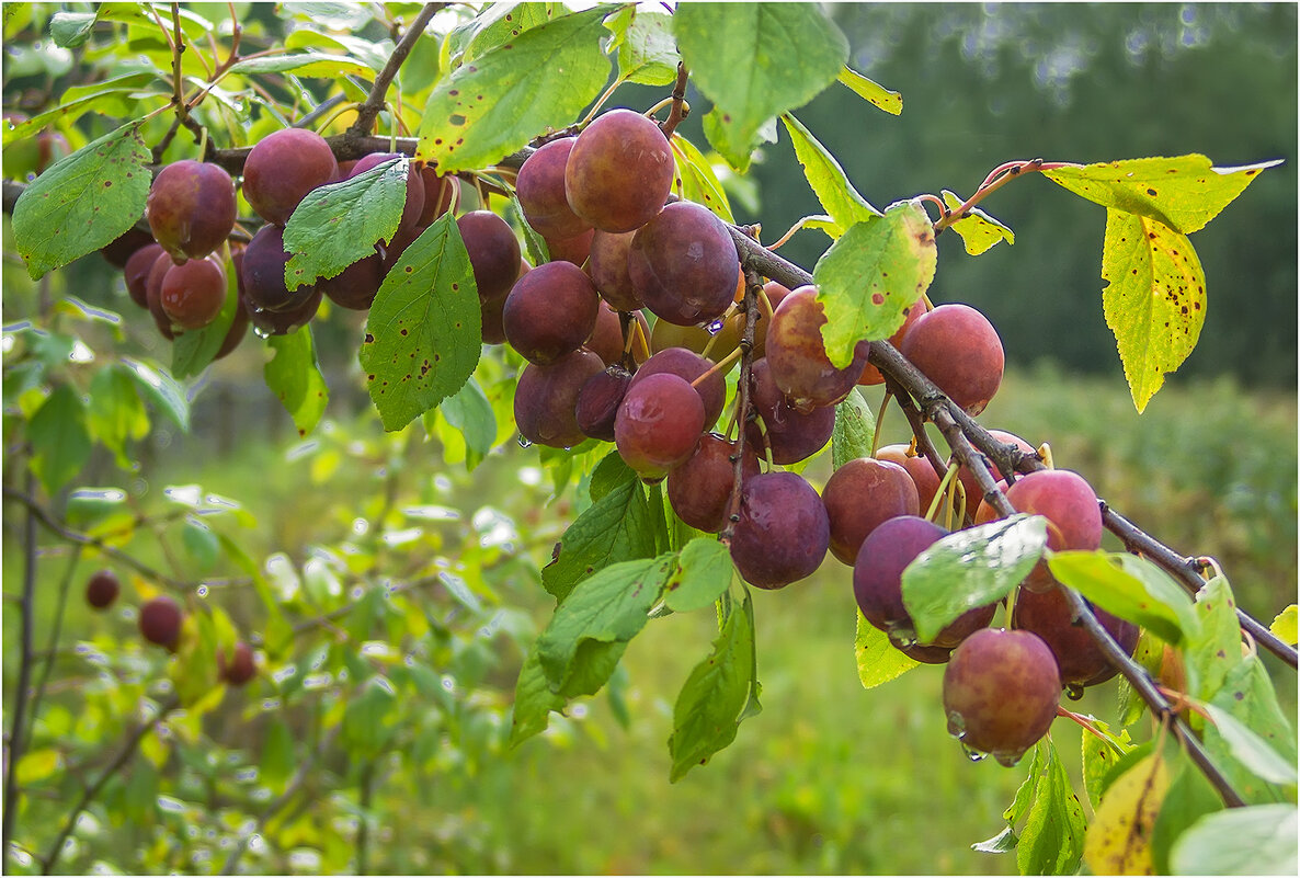 Щедрый август - Валентин Котляров