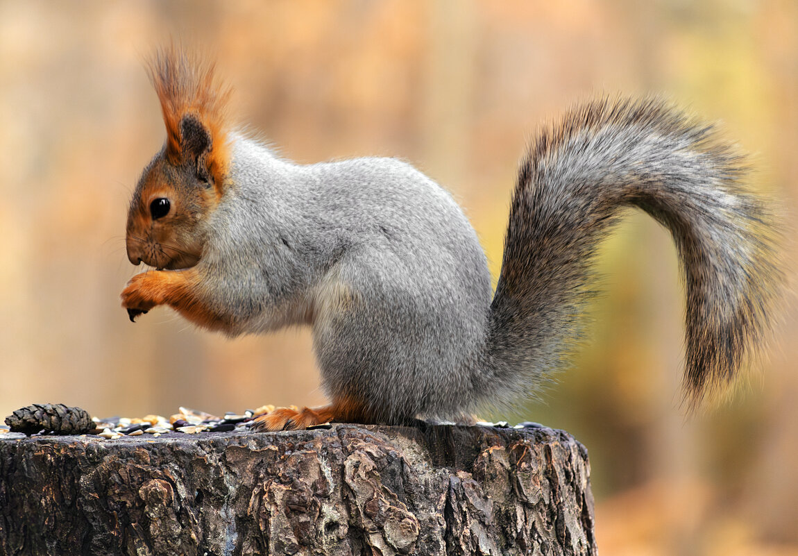 Сяду на пенёк, съем семечек кулёк - Игорь Протасов