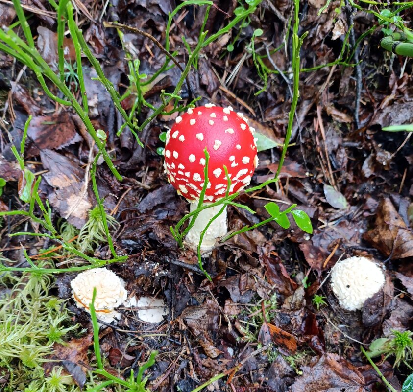 Было лето. - Ирина ***