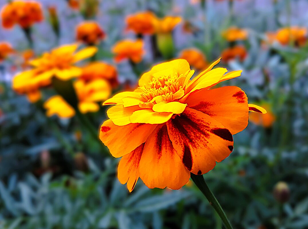 Листья поблекнуть ещё не успели, желты и свежи лежат, как ковёр - Hope 