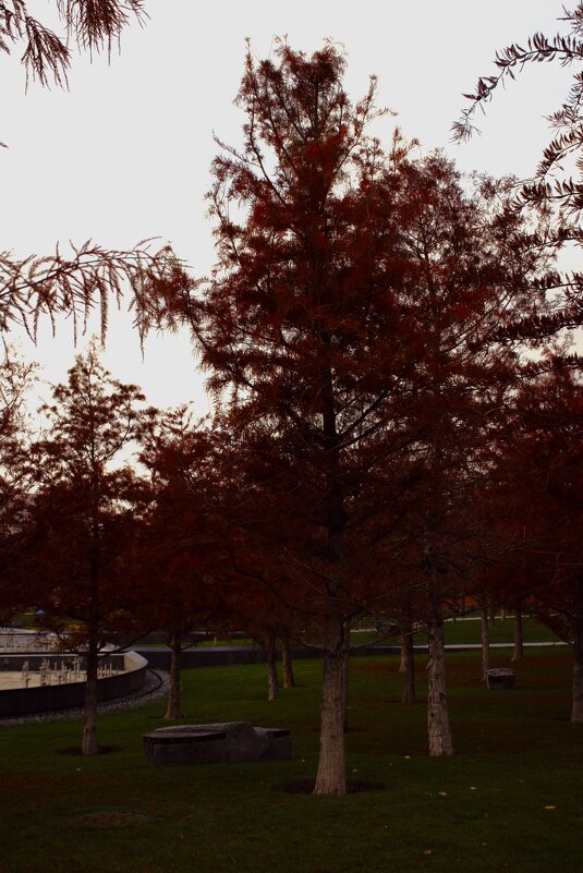 Осенняя Листвинница. - Юрий Полторыхин.